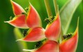 /album/fotogaleria/heliconia-copiar-jpg1/